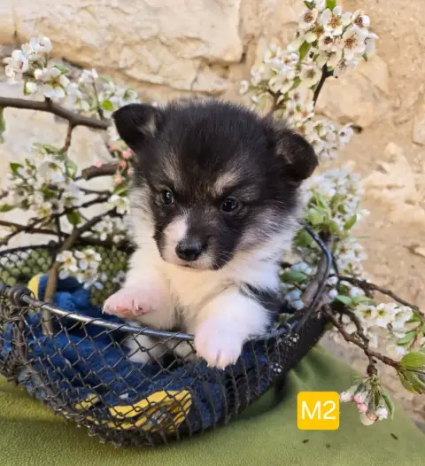 Welsh Corgi Pembroke  Chiot N°2 Domaine Du Mont Tourn 7d434