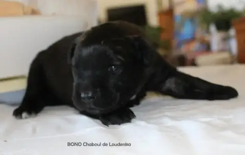 Leonberger  Chiot N°4 De Loudenka