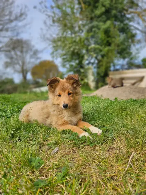 Shetland Sheepdog  Arome Du Domaine Du Chigny photo 3