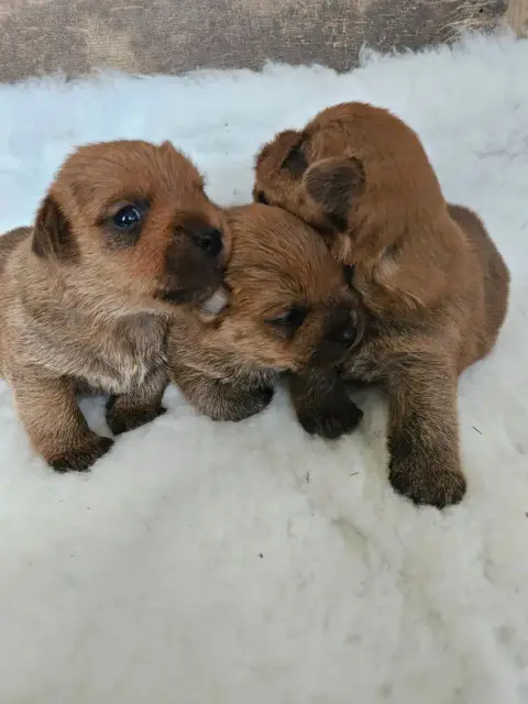Norfolk Terrier  Chiot N°3 Des Sables Du Nord