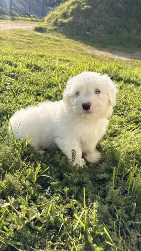 Coton De Tulear  Brook Des Trois G