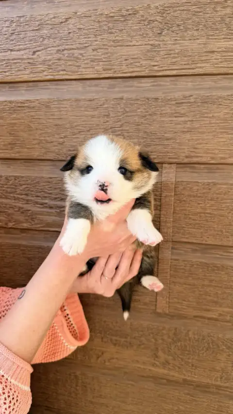 Welsh Corgi Pembroke  Chiot N°2 Des Anges D'Héra