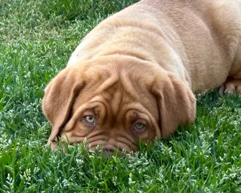 Dogue De Bordeaux  Bacchus Du Charme Berronais photo 3