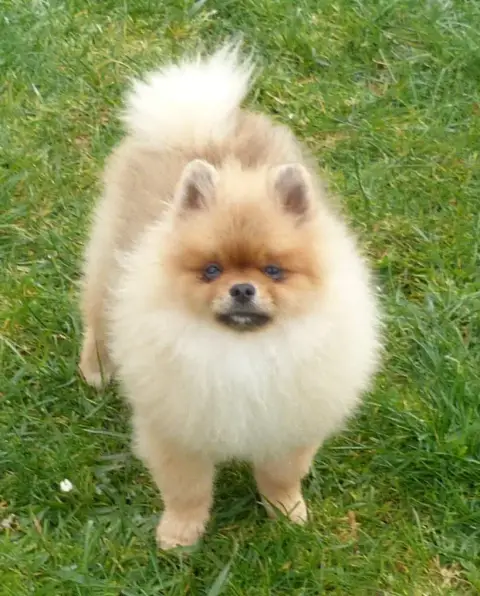 Spitz Allemand  Andy Des Petits Ecureuils