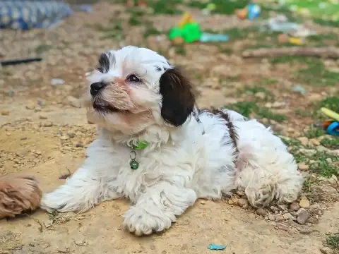 Bichon Havanais  Bounty Ankh Of Destiny photo 3