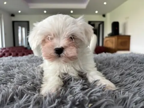 Bichon Maltais  Chiot N°3 Du Domaine De L'Écaillon