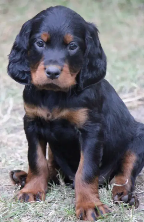 Setter Gordon  Chiot N°4 Du Domaine De Loumatpau