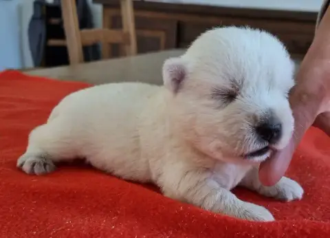 West Highland White Terrier  Chiot N°2 Des Hirondelle 9bf6d