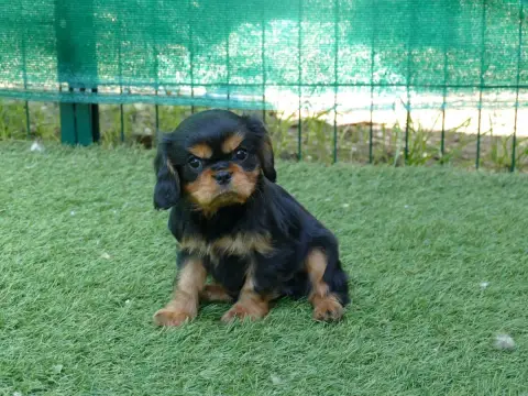 Cavalier King Charles Spaniel photo 2