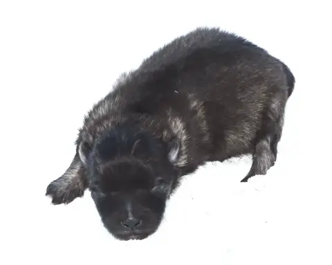Spitz Allemand  Chiot photo 2