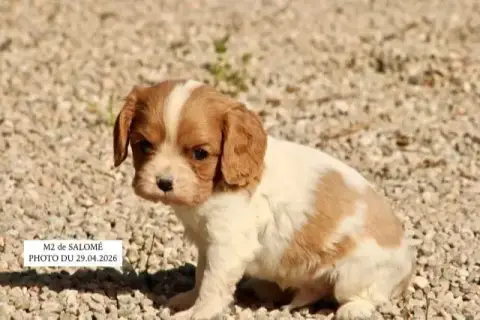 Cavalier King Charles Spaniel  M2 Salomé De La Bastid 2f9fe
