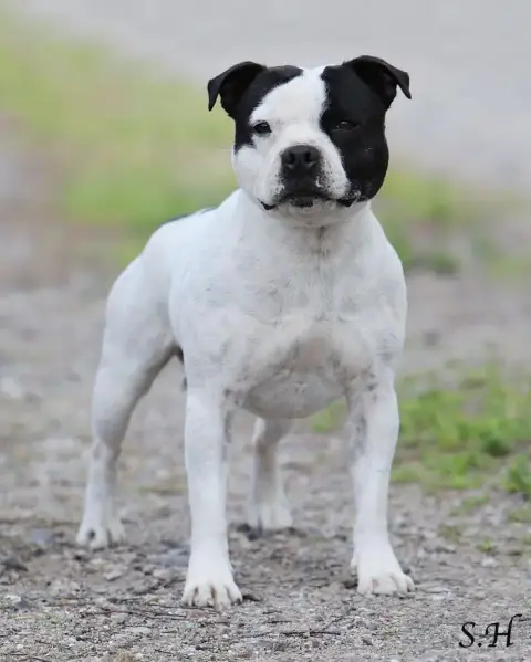 Staffordshire Bull Terrier  Baya De La Taniere Du Sta 2f5db photo 2