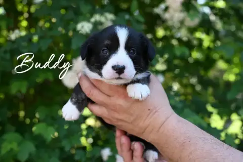 Welsh Corgi Cardigan  Buddy Of Arcadia’S Dream