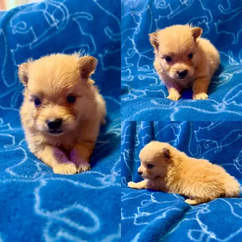 Spitz Allemand  Chiot N°2 De La Truffe Royale