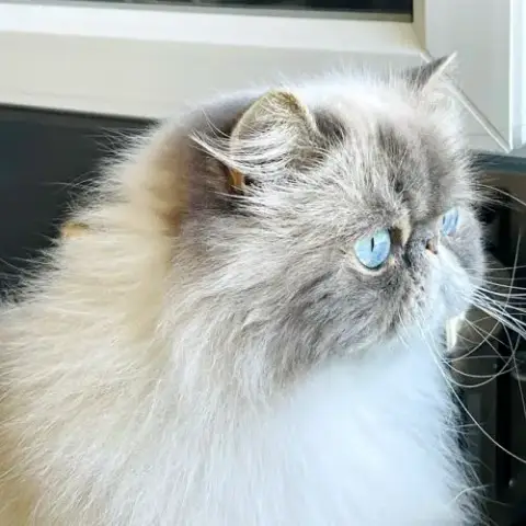 Magnifique Femelle Persan