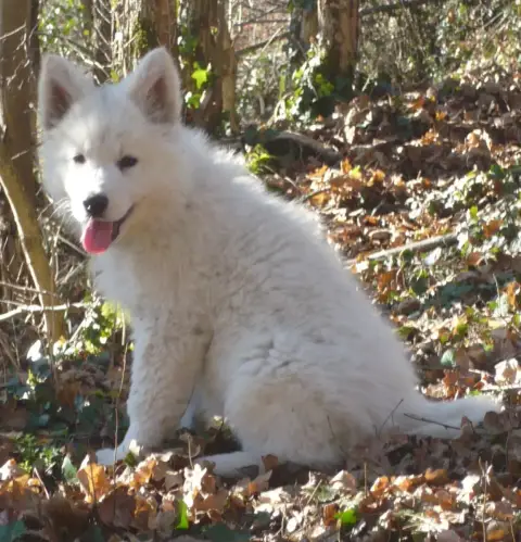 Berger Blanc Suisse  Björk Icelandic Joga D Antras Du 04f6b