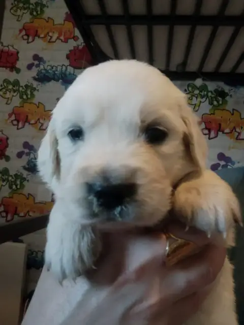 Golden Retriever  Chiot N°4 Des Vents Sacrés D'Aubrio 40022