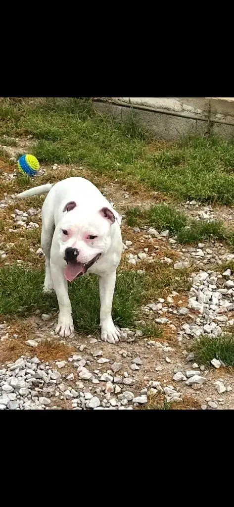 Staffordshire Bull Terrier  Vaiko Du Centre Del Mon e5b29 photo 3