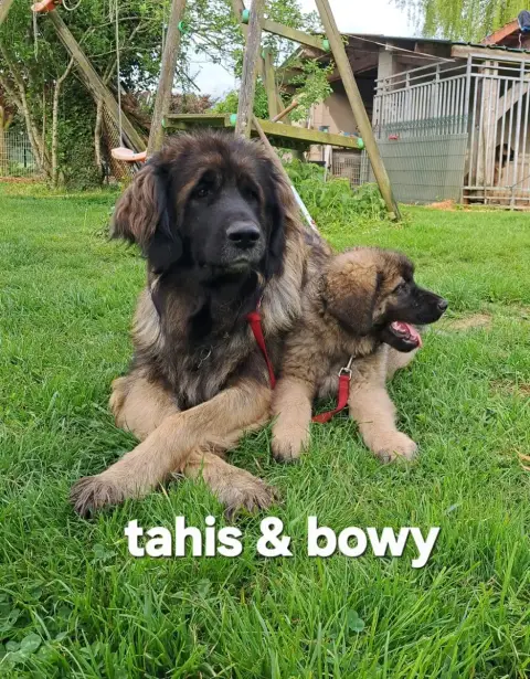 Leonberger  Chiot 5 R 1 Maron Bowy Du Pont Des Aulnes 09472 photo 3