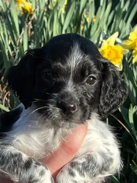 Epagneul Breton  Black De Torlhak photo 2
