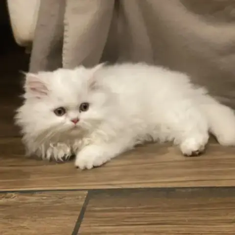 Chatons Persans Blancs Disponibles