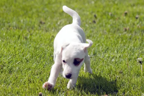 Parson Russell Terrier  Bijou The Magnificent Fox Hun 4fb38 photo 3