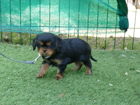 Cavalier King Charles Spaniel  Male Collier Blanc Du  4ba4b