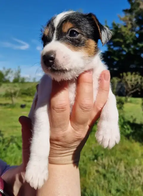 Parson Russell Terrier  B'Winona De La Tribu De Kitch 02ddc photo 2