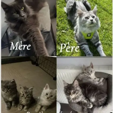 2 Femelles Maine Coon Loof A Réserver