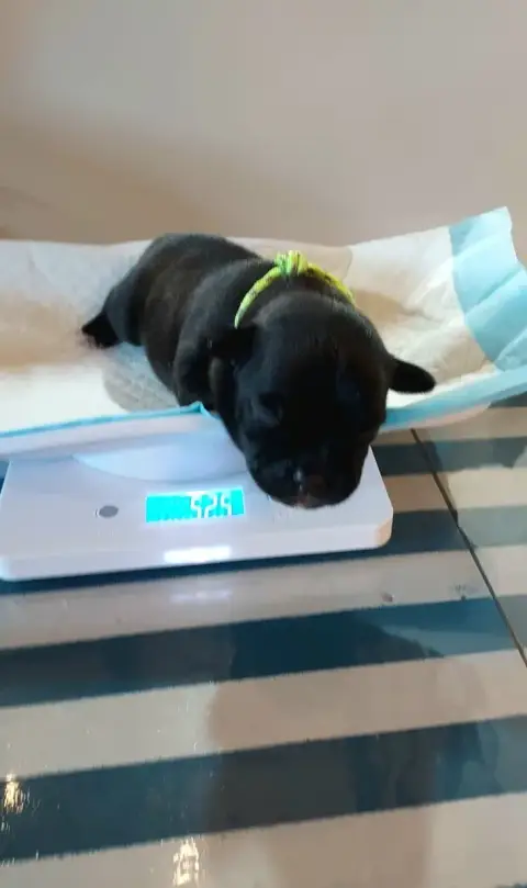 Staffordshire Bull Terrier  Chiot 1 Du Domaine O'Razz 208be photo 3