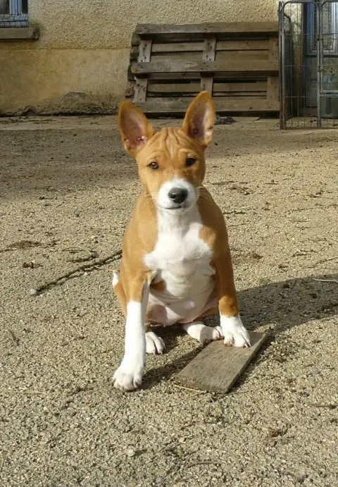 Basenji  Alima Nevali Çori