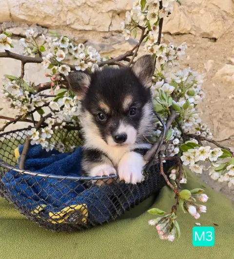 Welsh Corgi Pembroke  Chiot N°3 Domaine Du Mont Tourn 9bfa3