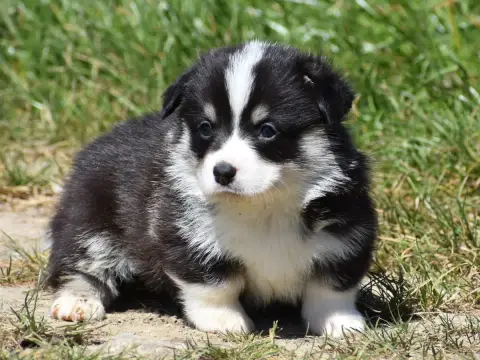 Welsh Corgi Pembroke  Basile De La Folle Emprise photo 2