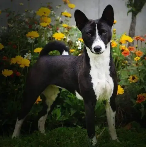 Basenji  Alaya Nevali Çori photo 3