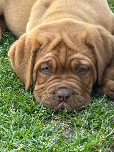 Dogue De Bordeaux  Bacchus Du Charme Berronais