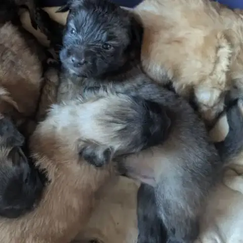 Chiot Berger Des Pyrénées Type Labrit