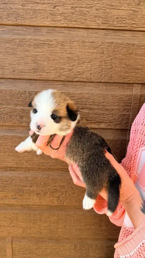 Welsh Corgi Pembroke  Chiot N°2 Des Anges D'Héra photo 2