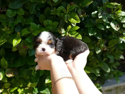 Cavalier King Charles Spaniel  Collier Bleu Du Temps  5c1c2 photo 2