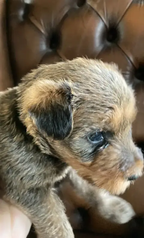 Irish Terrier  Ballantine