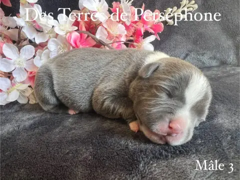 Staffordshire Bull Terrier photo 3