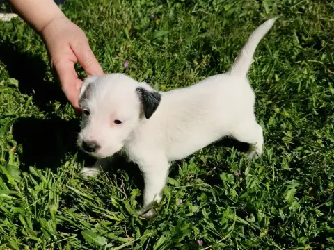 Parson Russell Terrier  B'Kymaya De La Tribu De Kitch 6b55f photo 3