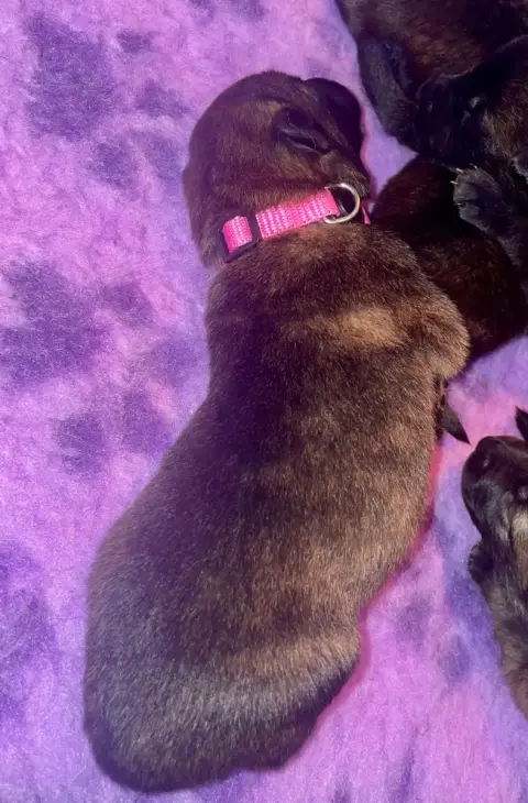 Berger Hollandais  Chiot Rose Du Domaine De Tanaris 0b9ef