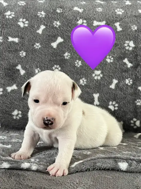 Staffordshire Bull Terrier  Chiot N°3 Du Centre Del M dca5a
