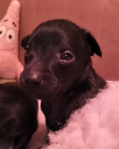 Chien Nu Mexicain  Barón Del Cartel Oneirataxia