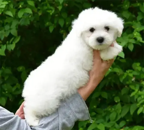 Coton De Tulear  Chiot N°3 De Dame Nature photo 2