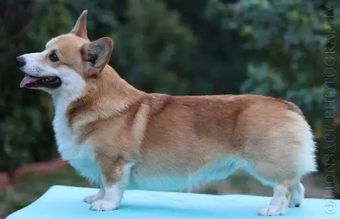 Welsh Corgi Pembroke  Bloom Des Murmures De La Foret dd72e photo 3