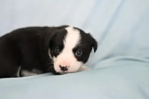 Welsh Corgi Cardigan  Bonny Of Arcadia’S Dream photo 3