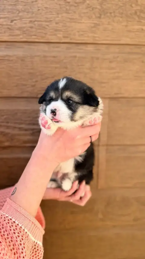 Welsh Corgi Pembroke  Chiot N°1 Des Anges D'Héra photo 3
