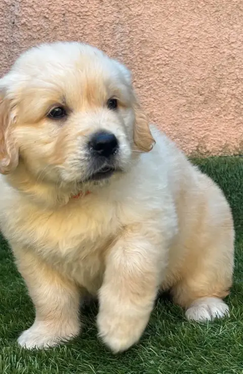 Golden Retriever  Orange photo 3