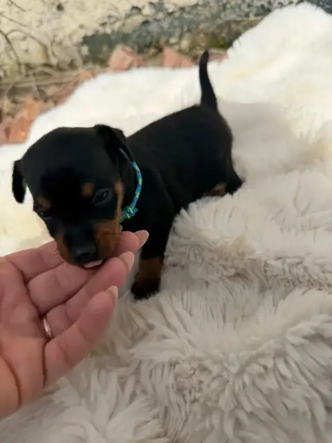Pinscher Nain  Chiot N°1 photo 2